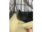 Adopt Dolly KITTEN a Domestic Short Hair