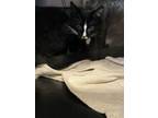 Adopt Jorge a Domestic Short Hair