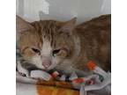 Adopt Creamsicle a Domestic Short Hair