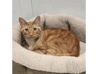 Adopt Roman a Domestic Short Hair