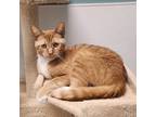 Adopt Tabasco a Domestic Short Hair
