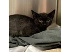 Adopt Bubbles a Domestic Short Hair