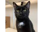 Adopt Beans a Domestic Short Hair