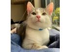 Adopt Willy Wonka a Domestic Long Hair