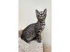 Adopt Buck a Domestic Short Hair