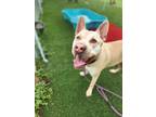 Adopt Tonka a Labrador Retriever, Mixed Breed