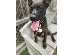 Adopt Richie a Pit Bull Terrier, Cattle Dog