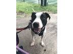 Adopt Tommy a Pit Bull Terrier, Mixed Breed