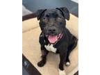 Adopt Burke a American Staffordshire Terrier, Mixed Breed