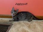 Adopt Jigglypuff a Tabby