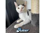 Adopt Aster a Domestic Short Hair