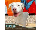 Adopt Albert a Labrador Retriever, Pointer