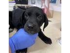 Adopt Bo a Black Labrador Retriever, Pit Bull Terrier