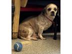 Adopt Gizmo a Shih Tzu