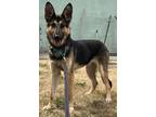 Adopt Duke a German Shepherd Dog