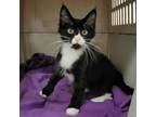 Adopt Rikki a Domestic Medium Hair
