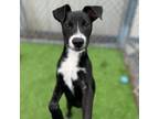 Adopt Tiger a Labrador Retriever, Hound