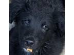 Adopt DOODLE COLLIE LITTER_2 a Rough Collie