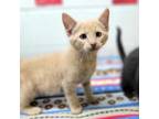 Adopt Jack a Domestic Short Hair