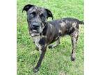Adopt Hank a Catahoula Leopard Dog, Terrier