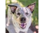 Adopt Buddha a Australian Cattle Dog / Blue Heeler