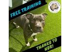 Adopt Sumo a Pit Bull Terrier