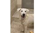 Adopt Chandler 53911 a Mixed Breed