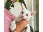 Adopt Smudge a Domestic Short Hair