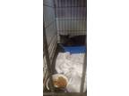 Adopt Kyle a Domestic Short Hair