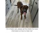 Adopt Leroy a Mixed Breed