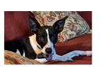 Adopt Buckets DD a Terrier