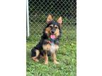 Adopt Popeye a Corgi, Yorkshire Terrier