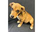 Adopt Matt a Australian Cattle Dog / Blue Heeler, Australian Shepherd