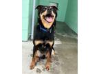 Adopt Rocky a Miniature Pinscher, Rottweiler