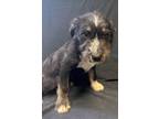 Adopt Enzo a Australian Terrier, Australian Cattle Dog / Blue Heeler