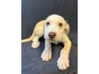 Adopt Stefan a Australian Terrier, Australian Cattle Dog / Blue Heeler