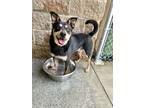 Adopt Smokey a Miniature Pinscher, Rottweiler
