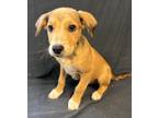 Adopt Alaric a Shepherd
