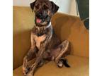 Adopt Bonanza a Plott Hound
