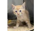 Adopt Tate a Domestic Short Hair