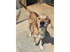 Adopt Conner a Labrador Retriever, Rhodesian Ridgeback