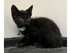 Adopt Olivander a Domestic Short Hair