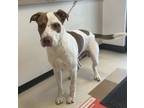 Adopt Harrison a Australian Cattle Dog / Blue Heeler, Pit Bull Terrier