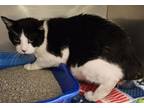 Adopt Bubba a Domestic Medium Hair