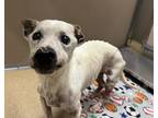 Adopt Skeeter a Dachshund