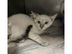 Adopt Pearl 2/polaris a Domestic Short Hair, Siamese