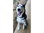 Adopt Nico a Husky