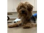 Adopt Bugbear a Yorkshire Terrier