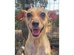 Adopt Koby Teeth a Mixed Breed