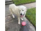 Adopt Cooper a Great Pyrenees